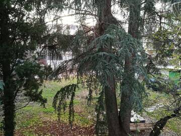 Фото номера Двухместный номер с 1 кроватью или 2 отдельными кроватями, вид на парк Отель Russalka Hotel г. Святые Константин и Елена 15
